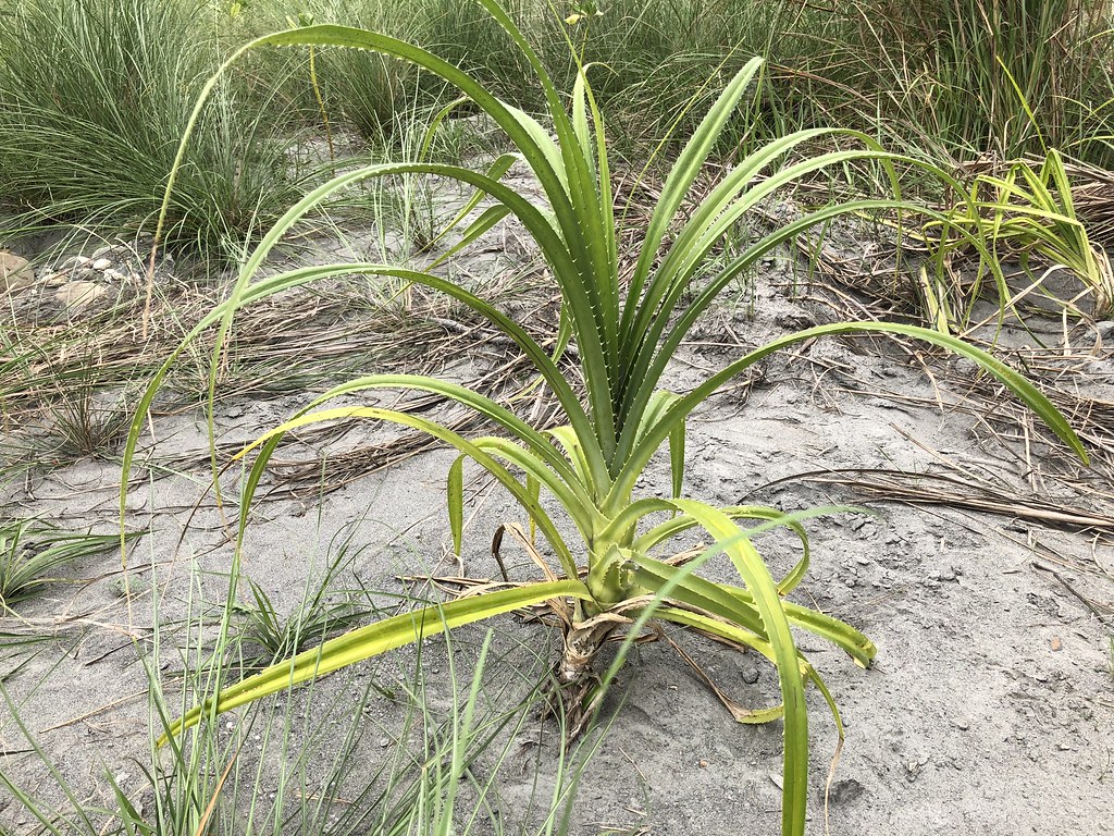 林投是東部原始海岸林常見的樹種,台東林管處近幾年積極培育小苗。攝影:廖靜蕙